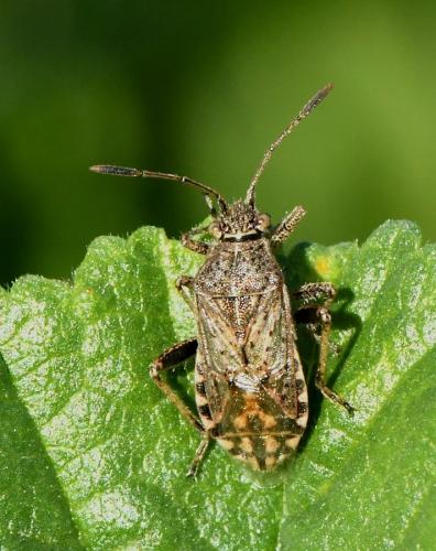 Réf. 219 568 : Stictopleurus punctatonervosus